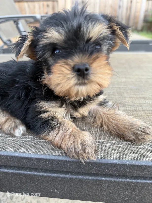 Little girl – Yorkshire Terrier puppy for sale in Citrus Heights, CA