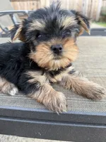 Little girl, a female Yorkshire Terrier for sale in Citrus Heights, CA – 1 of 4