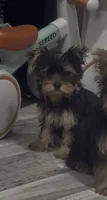 Yorkie Boy, a male Yorkshire Terrier for sale in Citrus Heights, CA – 2 of 2