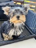 Yorkie Boy, a male Yorkshire Terrier for sale in Citrus Heights, CA – 2 of 4