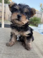 Boy, a male Yorkshire Terrier for sale in Citrus Heights, CA – 7 of 8