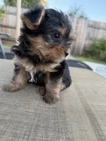 Boy, a male Yorkshire Terrier for sale in Citrus Heights, CA – 8 of 8
