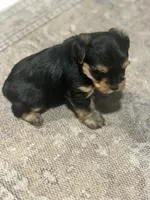 Boy, a male Yorkshire Terrier for sale in Citrus Heights, CA – 6 of 8