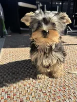 Yorkie Boy, a male Yorkshire Terrier for sale in Citrus Heights, CA – 3 of 4