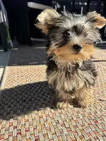 Yorkie Boy, a male Yorkshire Terrier for sale in Citrus Heights, CA – 4 of 4