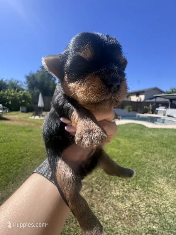 Little girl – Yorkshire Terrier puppy for sale in Citrus Heights, CA
