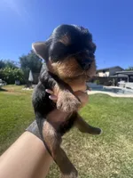 Little girl, a female Yorkshire Terrier for sale in Citrus Heights, CA – 3 of 4
