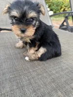 Little girl, a female Yorkshire Terrier for sale in Citrus Heights, CA – 4 of 4