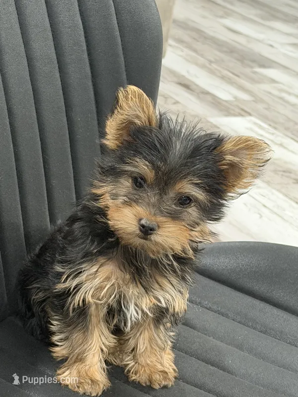 Boy – Yorkshire Terrier puppy for sale in Citrus Heights, CA