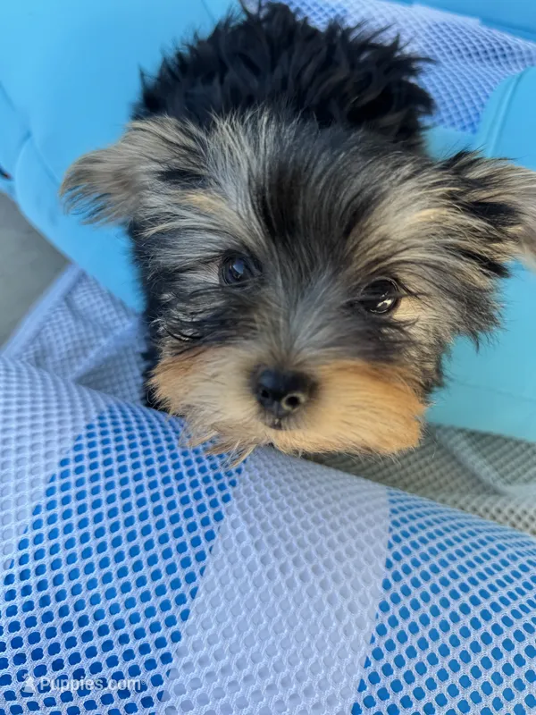 Yorkie Boy – Yorkshire Terrier puppy for sale in Citrus Heights, CA