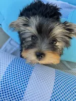 Yorkie Boy, a male Yorkshire Terrier for sale in Citrus Heights, CA – 1 of 4
