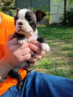 Willow, a female Boston Terrier for sale in Bloomington, IL – Photo 2 of 2