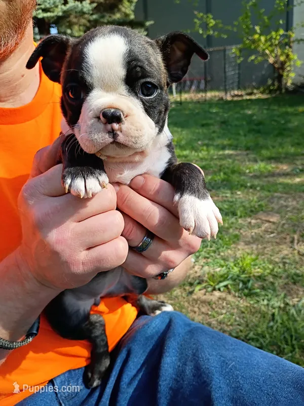 Willow – Boston Terrier puppy for sale in Bloomington, IL