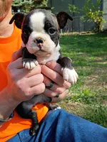 Willow, a female Boston Terrier for sale in Bloomington, IL – Photo 1 of 2