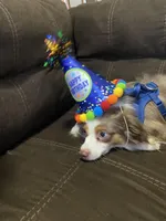 Max, a male Toy Australian Shepherd for sale in Saint Paul, MN – Photo 6 of 6