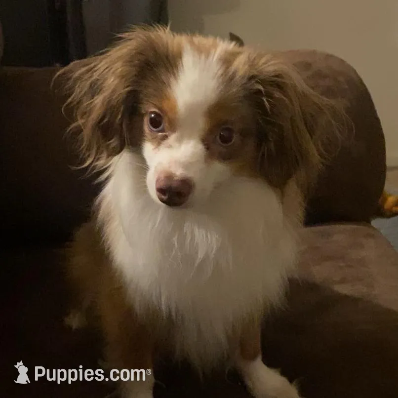 Max, a male Toy Australian Shepherd for sale in Saint Paul, MN – Photo 1 of 6