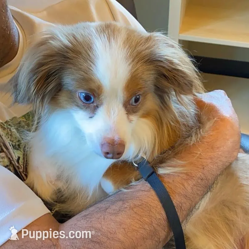 Max, a male Toy Australian Shepherd for sale in Saint Paul, MN – Photo 5 of 6