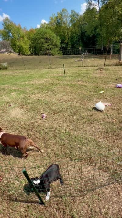 Suzi, a female Boston Terrier for sale in London, KY – 6 of 6