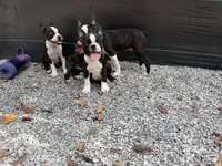 Gordy, a male Boston Terrier for sale in London, KY – 4 of 9