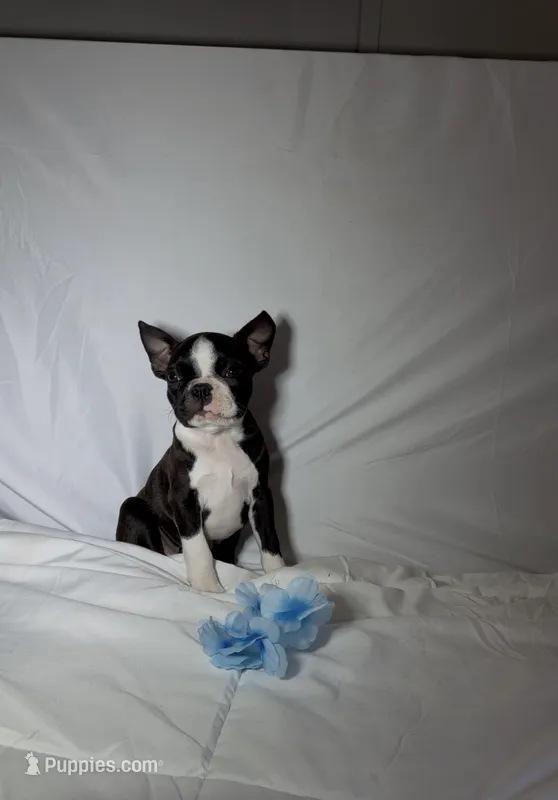 Gordy – Boston Terrier puppy for sale in London, KY