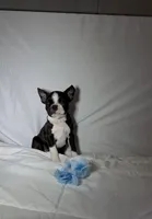 Gordy, a male Boston Terrier for sale in London, KY – 1 of 9