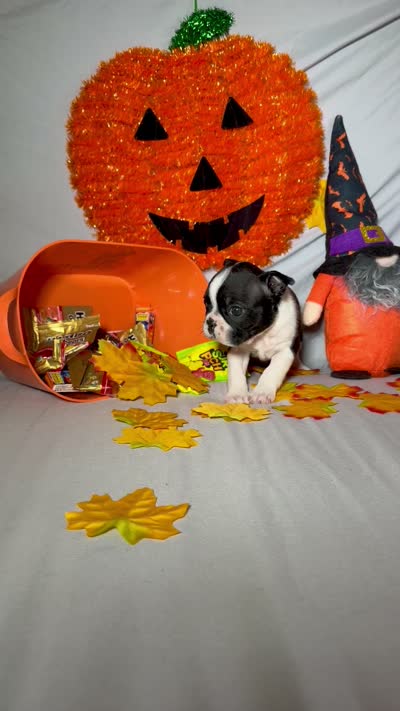 Carlos, a male Boston Terrier for sale in London, KY – 7 of 7