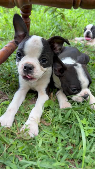 Reilly, a male Boston Terrier for sale in London, KY – 6 of 7