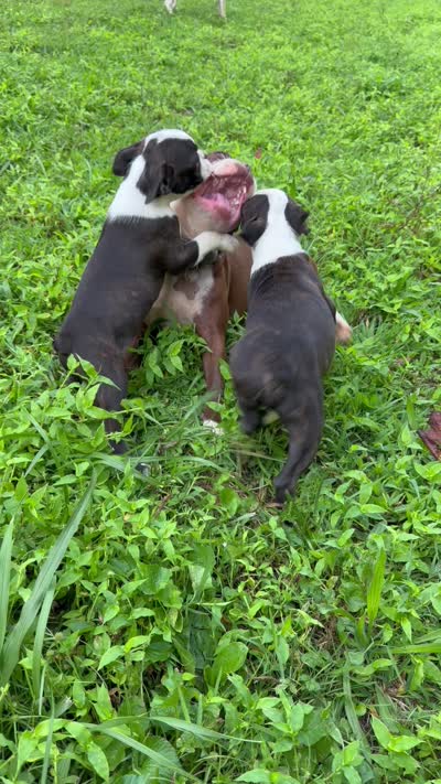 Reilly, a male Boston Terrier for sale in London, KY – 4 of 7