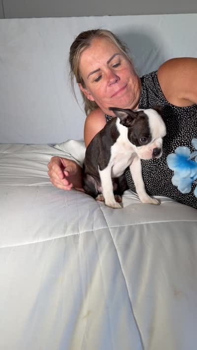 Denni, a male Boston Terrier for sale in London, KY – 7 of 8