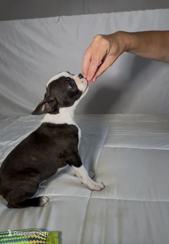 Reilly – Boston Terrier puppy for sale in London, KY