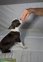 Reilly, a male Boston Terrier for sale in London, KY – 1 of 7