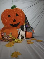 Carlos, a male Boston Terrier for sale in London, KY – 3 of 7