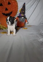 Carlos, a male Boston Terrier for sale in London, KY – 5 of 7