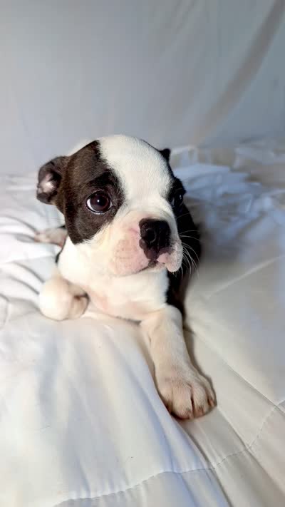 Denni, a male Boston Terrier for sale in London, KY – 6 of 8