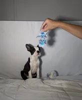 Denni, a male Boston Terrier for sale in London, KY – 5 of 8
