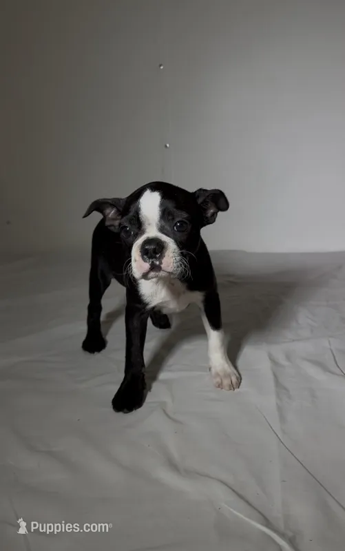 Suzi – Boston Terrier puppy for sale in London, KY
