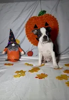 Frankie, a male Boston Terrier for sale in London, KY – 2 of 5