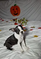 Sasha, a female Boston Terrier for sale in London, KY – 2 of 3