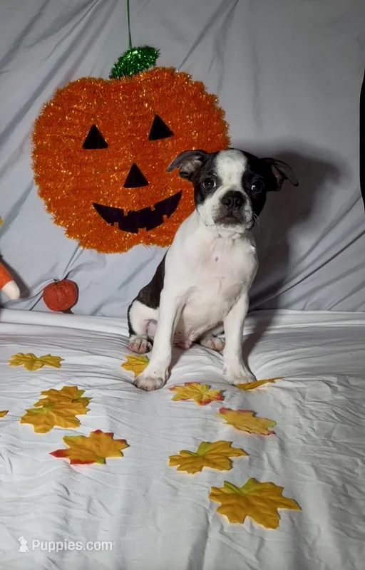 Frankie – Boston Terrier puppy for sale in London, KY