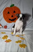 Frankie, a male Boston Terrier for sale in London, KY – 1 of 5