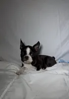 Gordy, a male Boston Terrier for sale in London, KY – 2 of 9