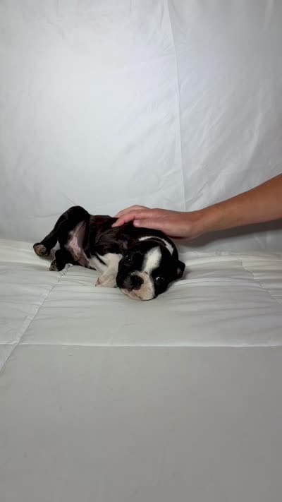 Gordy, a male Boston Terrier for sale in London, KY – 7 of 9