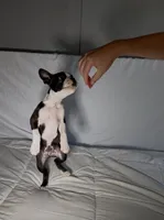 Reilly, a male Boston Terrier for sale in London, KY – 2 of 7