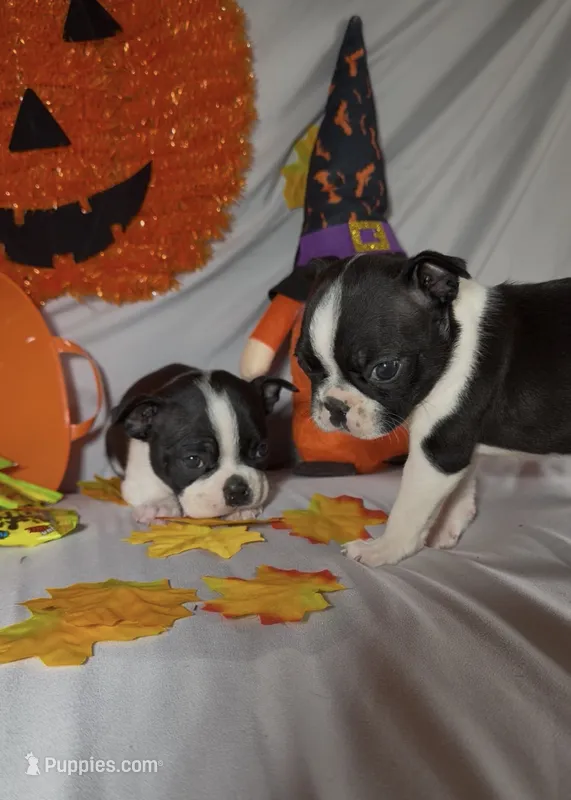 Carlos – Boston Terrier puppy for sale in London, KY
