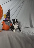 Kimi, a male Boston Terrier for sale in London, KY – 3 of 4