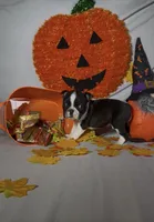 Carlos, a male Boston Terrier for sale in London, KY – 4 of 7