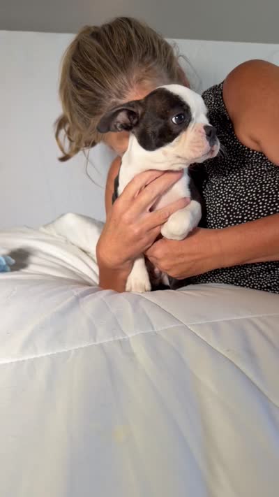 Denni, a male Boston Terrier for sale in London, KY – 8 of 8