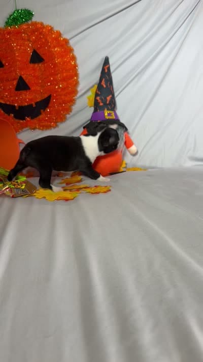Lando, a male Boston Terrier for sale in London, KY – 5 of 5
