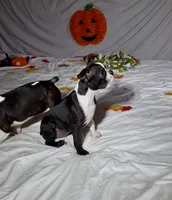Suzi, a female Boston Terrier for sale in London, KY – 2 of 6
