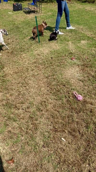 Suzi, a female Boston Terrier for sale in London, KY – 5 of 6